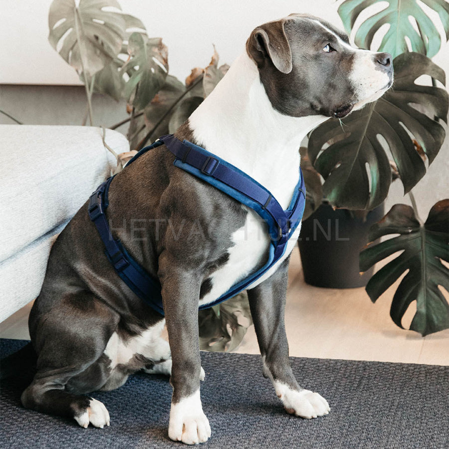 Kentucky - Hondenharnas Actief Velvet Marine Blauw