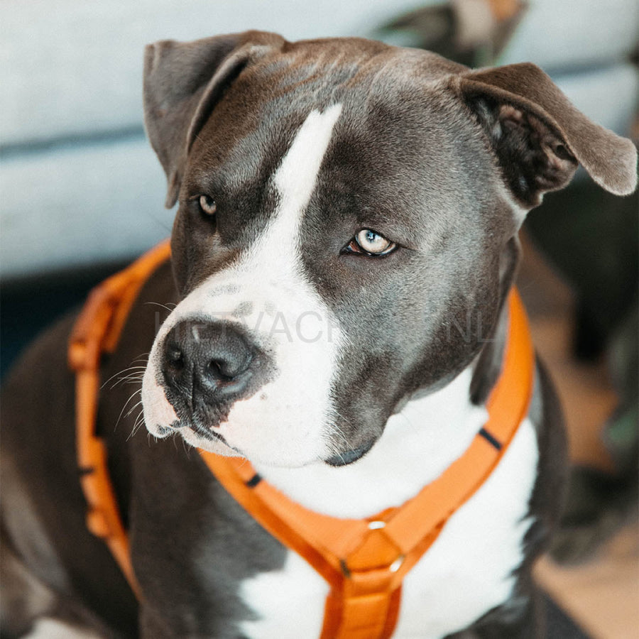 Kentucky - Hondenharnas Actief Velvet Oranje