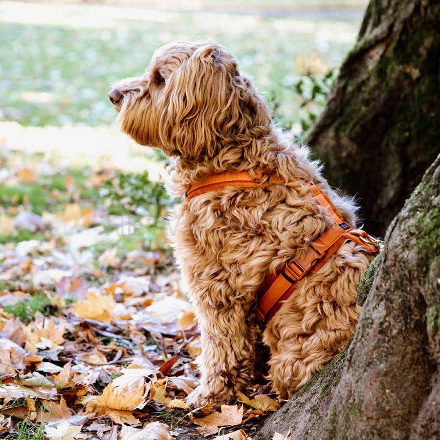 Kentucky - Hondenharnas Actief Velvet Oranje