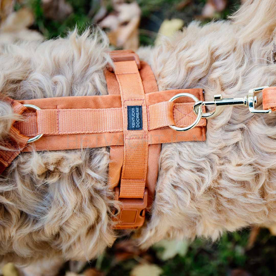 Kentucky - Hondenharnas Actief Velvet Oranje