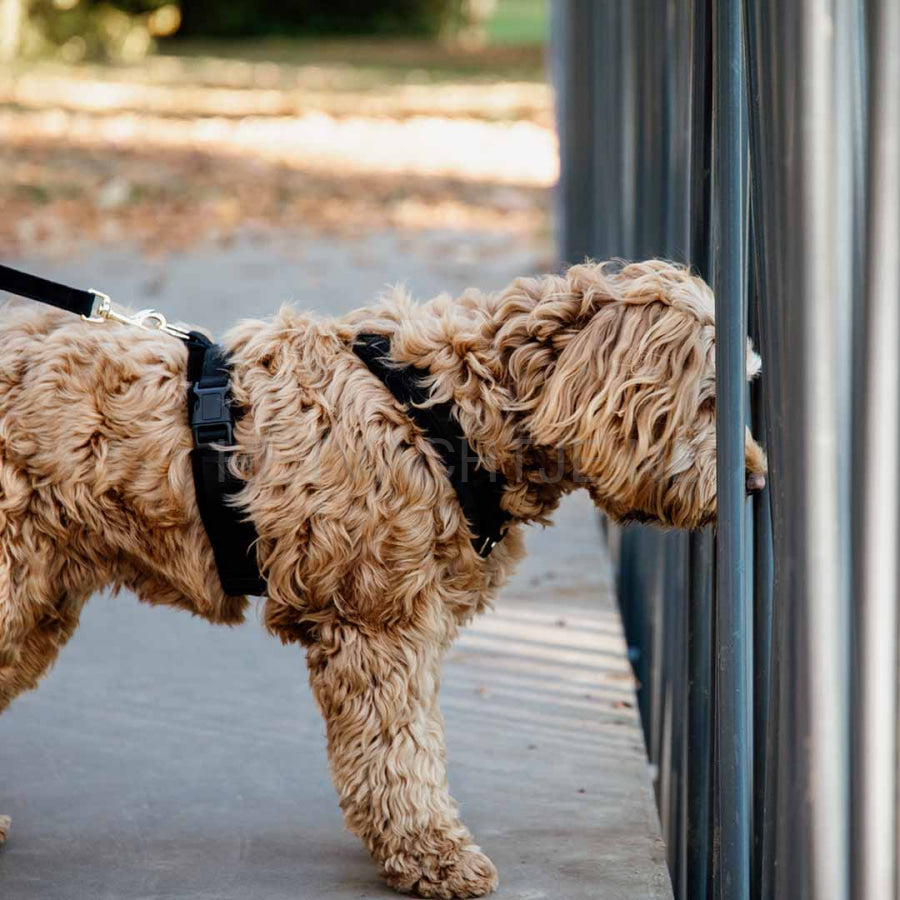 Kentucky - Hondenharnas Actief Velvet Zwart