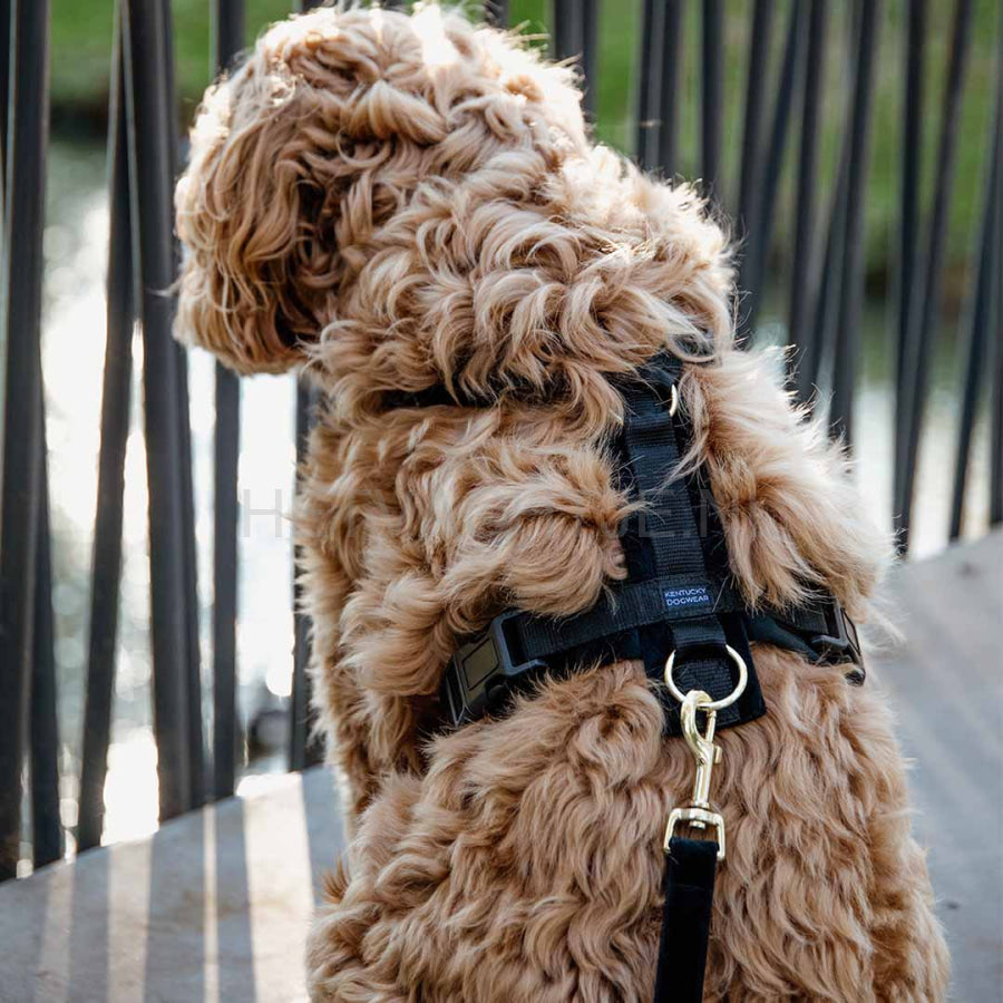 Kentucky - Hondenharnas Actief Velvet Zwart