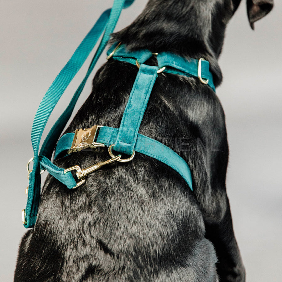 Kentucky - Hondenharnas Loop Velvet Emerald