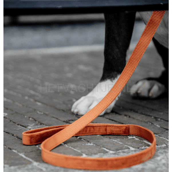 Kentucky - Hondenlijn Velvet Oranje Hondenriemen