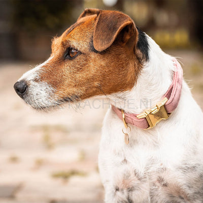 Kentucky - Velvet Hondenhalsband Oud Roze Halsbanden En Tuigjes Voor Huisdieren