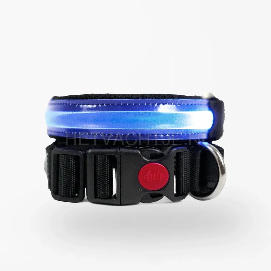 PettyItalia - LED-halsband Blauw