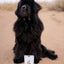 PALA - 100% Turkey dog treats