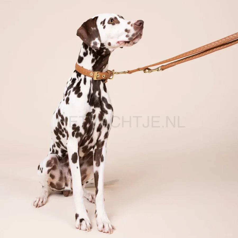 Wiliam Walker - Hoogwaardige leren hondenriem Prestige Caramel