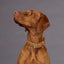 william Walker - Glad leren halsband Karamel