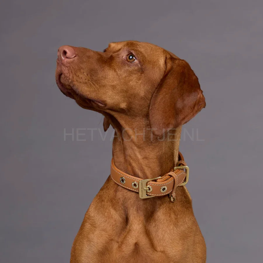 william Walker - Glad leren halsband Karamel