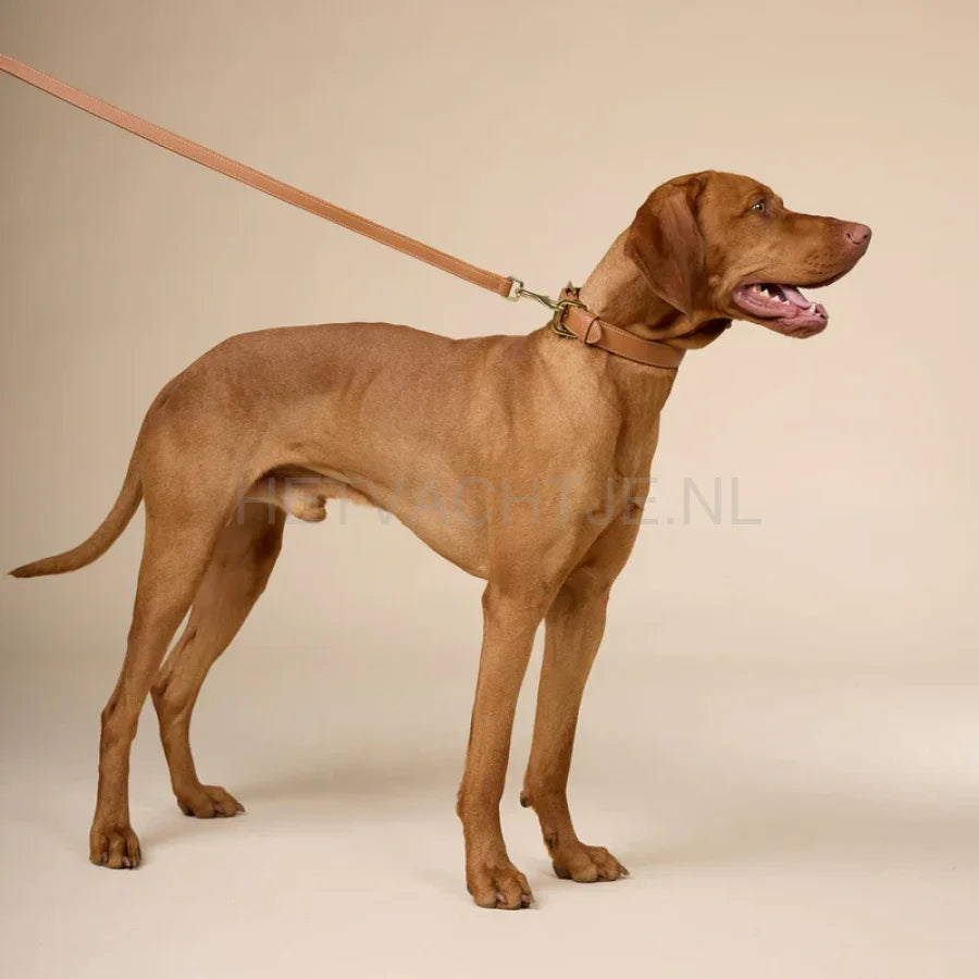 william Walker - Glad leren halsband Karamel