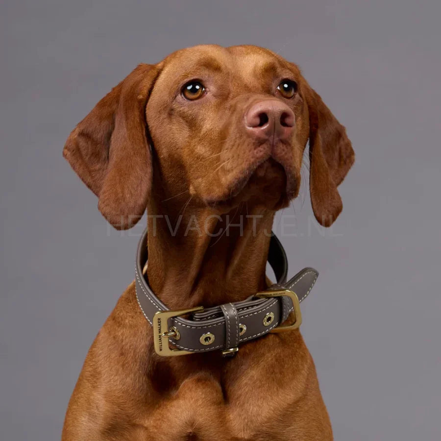 William Walker - Glad leren Halsband Pebble