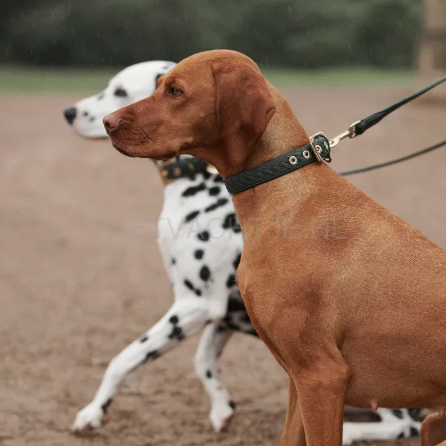 William Walker - Hoogwaardige lederen hondenriem Prestige Forest