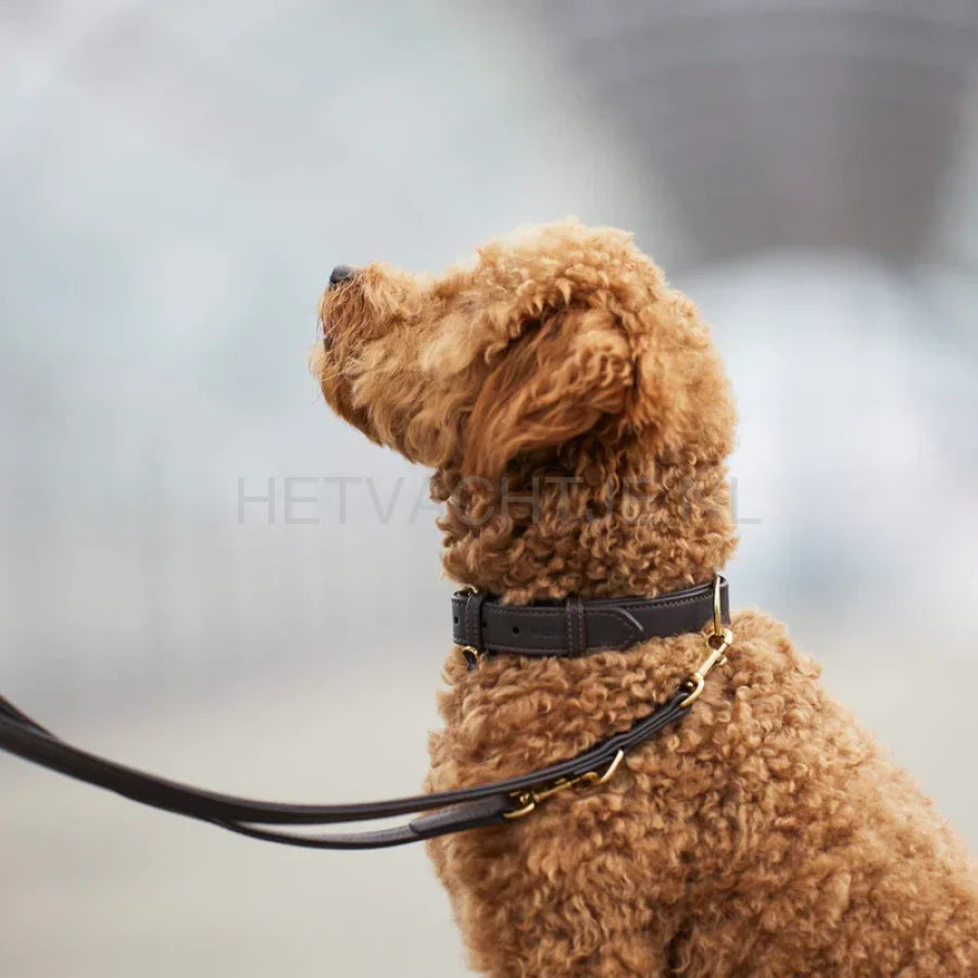 William Walker - Hoogwaardige leren hondenriem Aarde