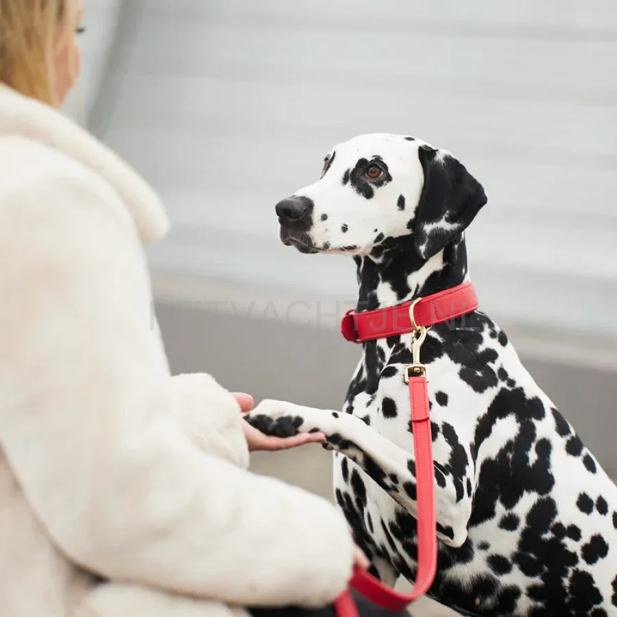 William Walker - Hoogwaardige leren hondenriem Chilli