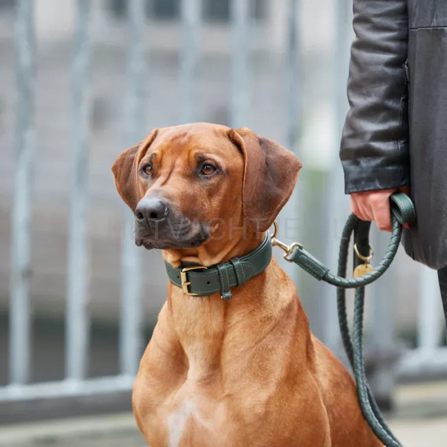 William Walker - Hoogwaardige leren hondenriem Dark Moss