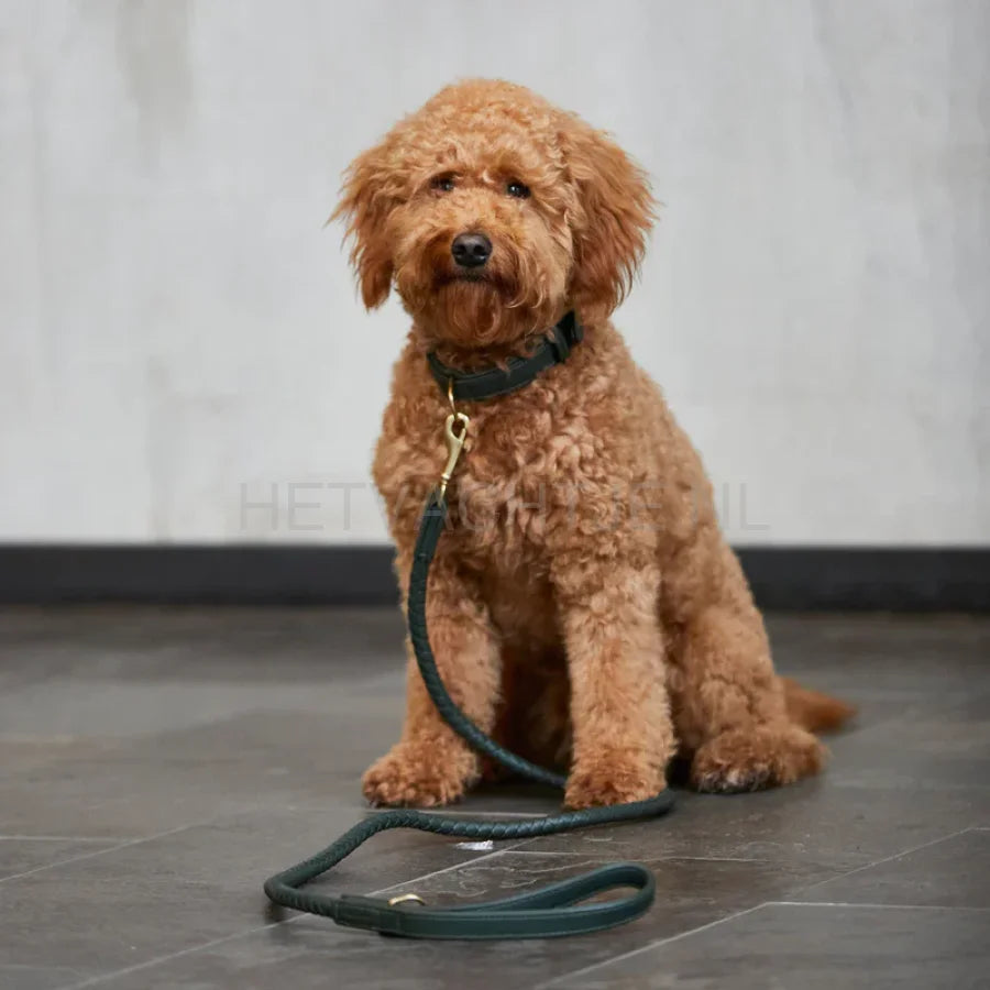 William Walker - Hoogwaardige leren hondenriem Twisted Dark Moss