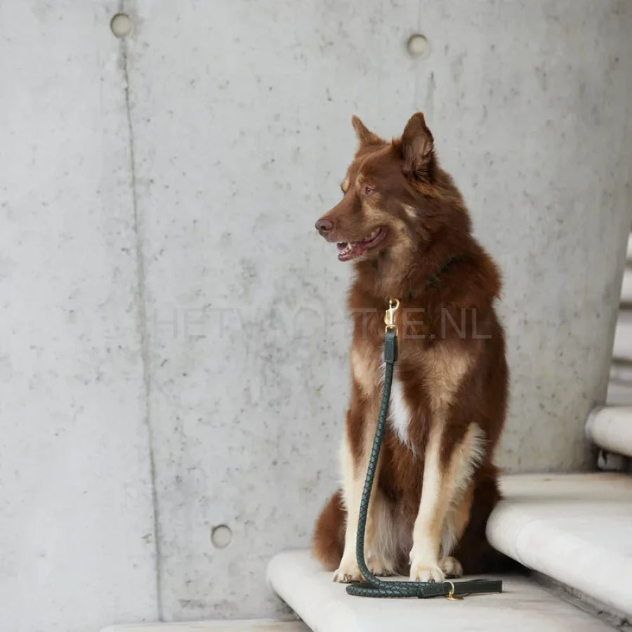 William Walker - Hoogwaardige leren hondenriem Twisted Dark Moss