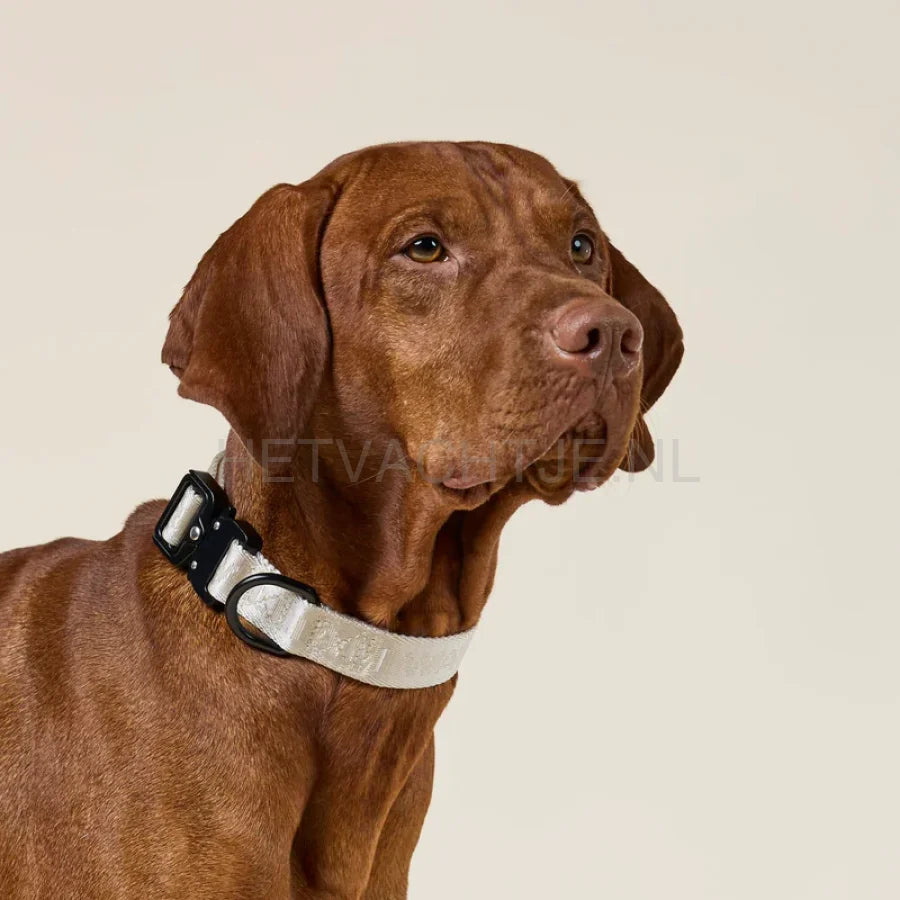 William Walker - Jacquard nylon hondenhalsband zand