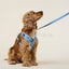 William Walker - Jacquard nylon hondenriem Sky