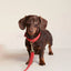 William Walker - Leren halsband Chilli