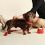 William Walker - Leren halsband Chilli