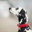 William Walker - Leren halsband Chilli