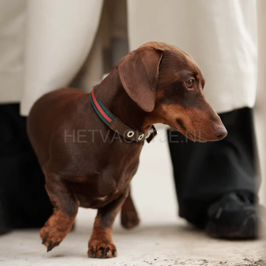 William Walker - Leren halsband Florence // Limited