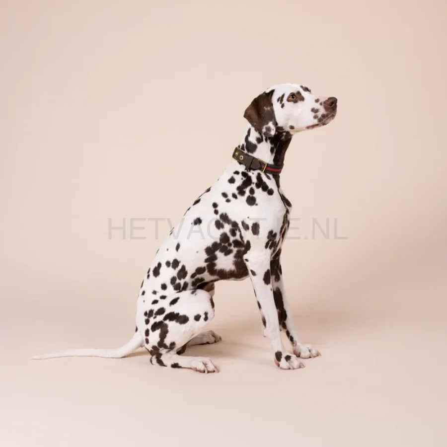William Walker - Leren halsband Florence // Limited