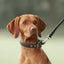 William Walker - Leren halsband Prestige Forest