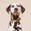 William Walker - Leren halsband Prestige Karamel
