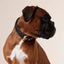 William Walker - Leren halsband Prestige Nero