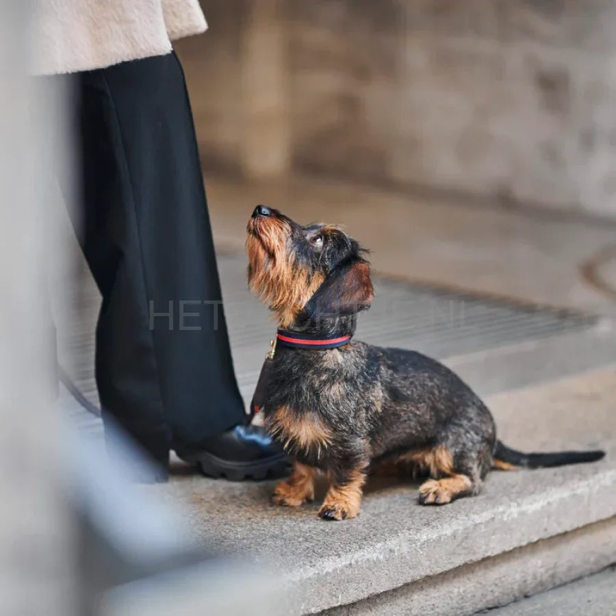 William Walker - Leren hondenhalsband Charles // Limited