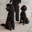 William Walker - Leren hondenhalsband Charles // Limited