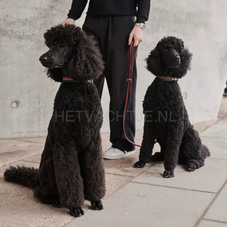 William Walker - Leren hondenhalsband Charles // Limited