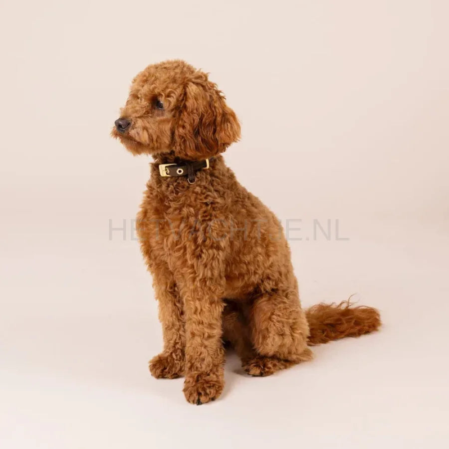 William Walker - Leren hondenhalsband Charles // Limited