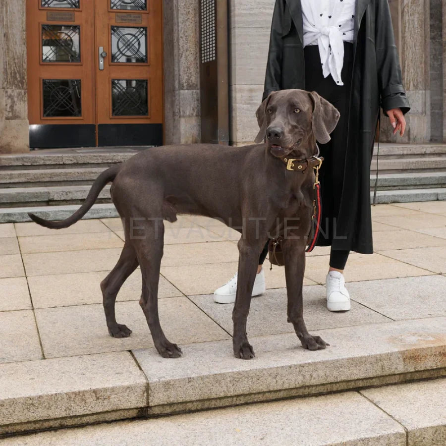 William Walker - Leren hondenhalsband Charles // Limited