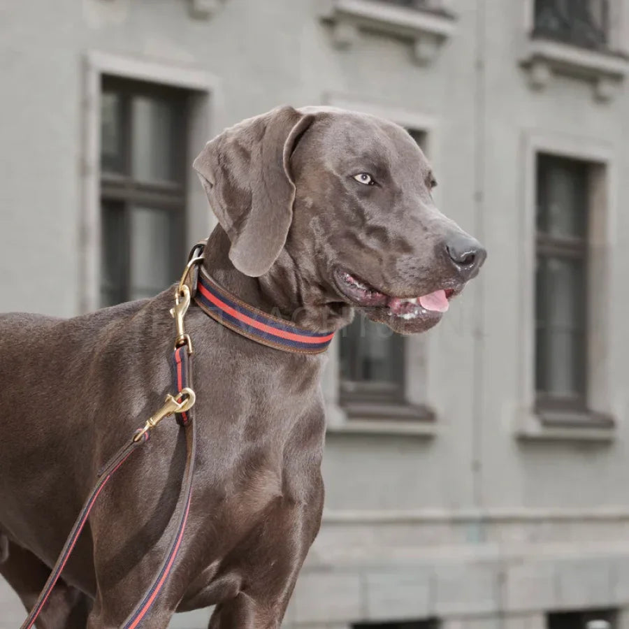 William Walker - Leren hondenhalsband Charles // Limited