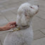 William Walker - Leren hondenhalsband Prestige Amandel