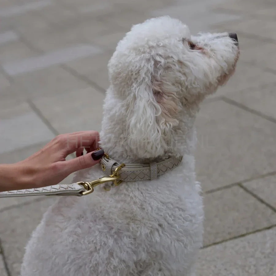 William Walker - Leren hondenhalsband Prestige Amandel