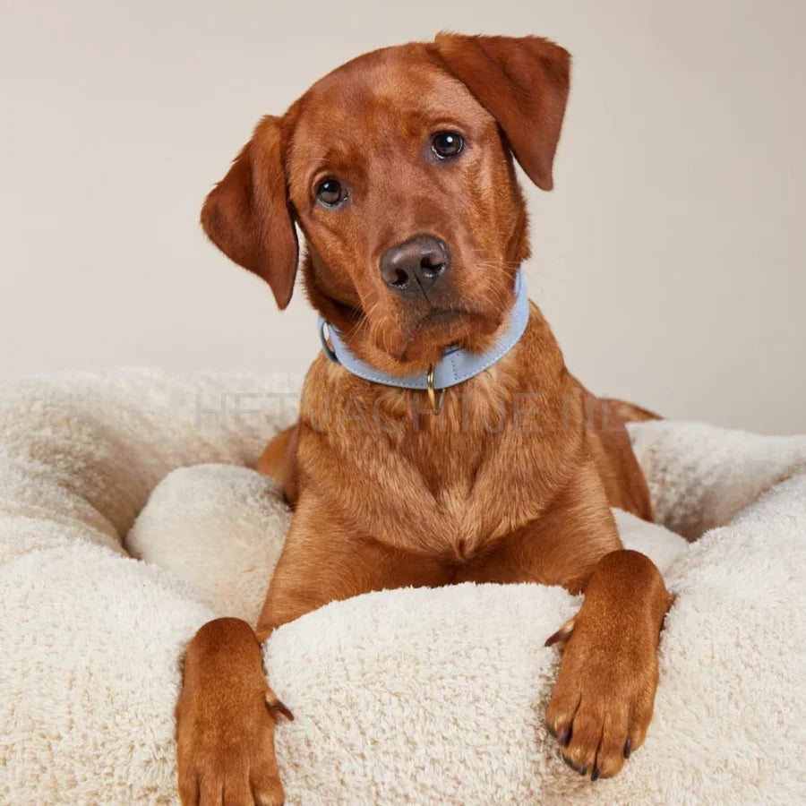 William Walker - Leren hondenhalsband Baby Blauw