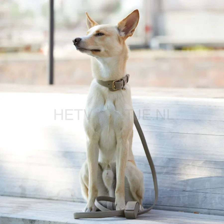 William Walker - Leren hondenhalsband Beige