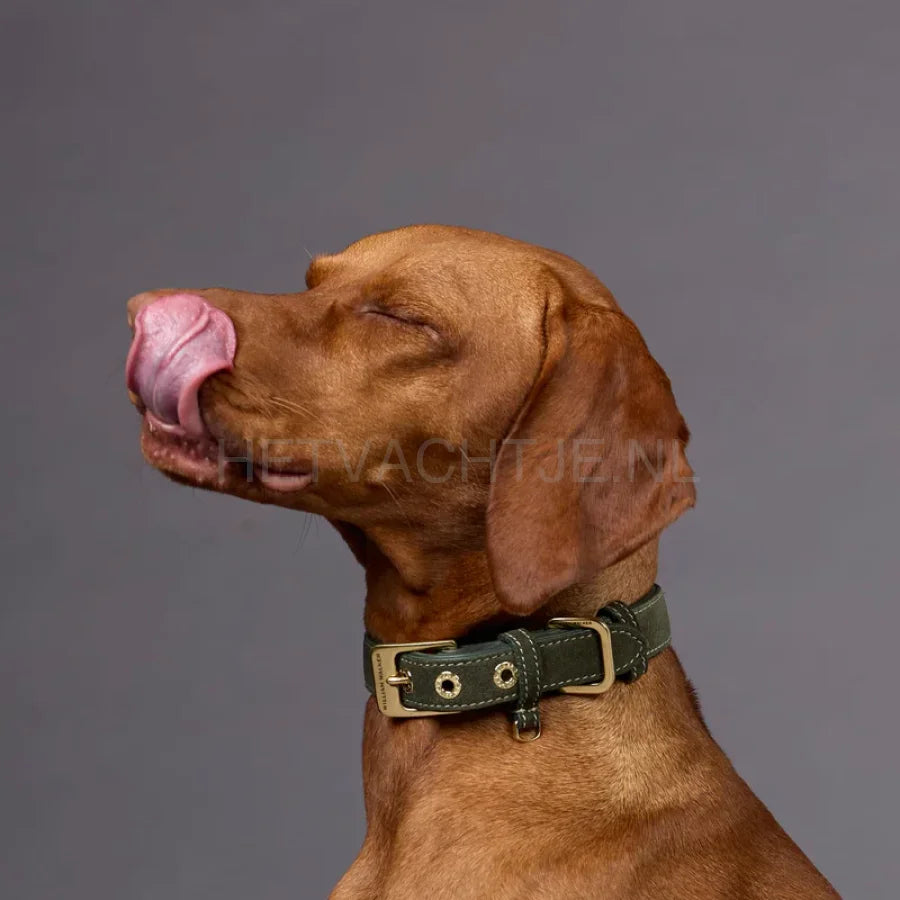 William Walker - Suède hondenhalsband Forest