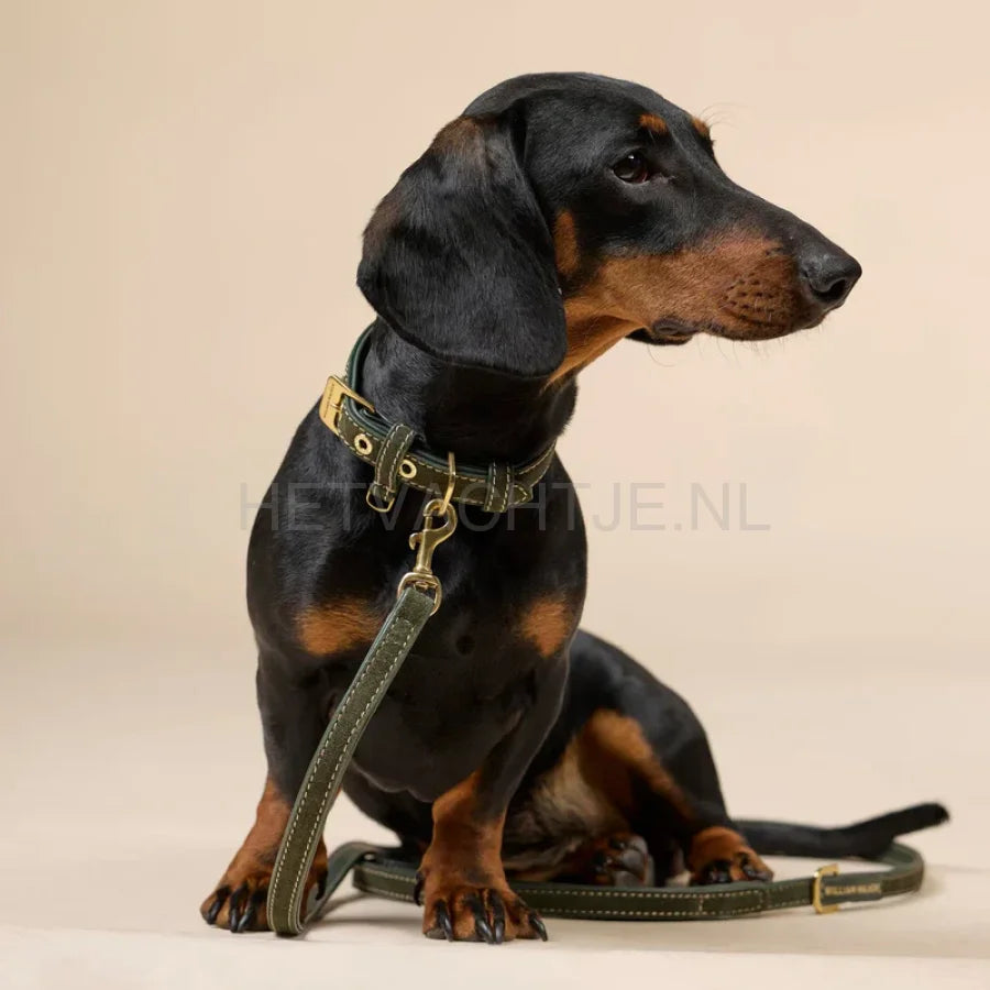 William Walker - Suède hondenhalsband Forest