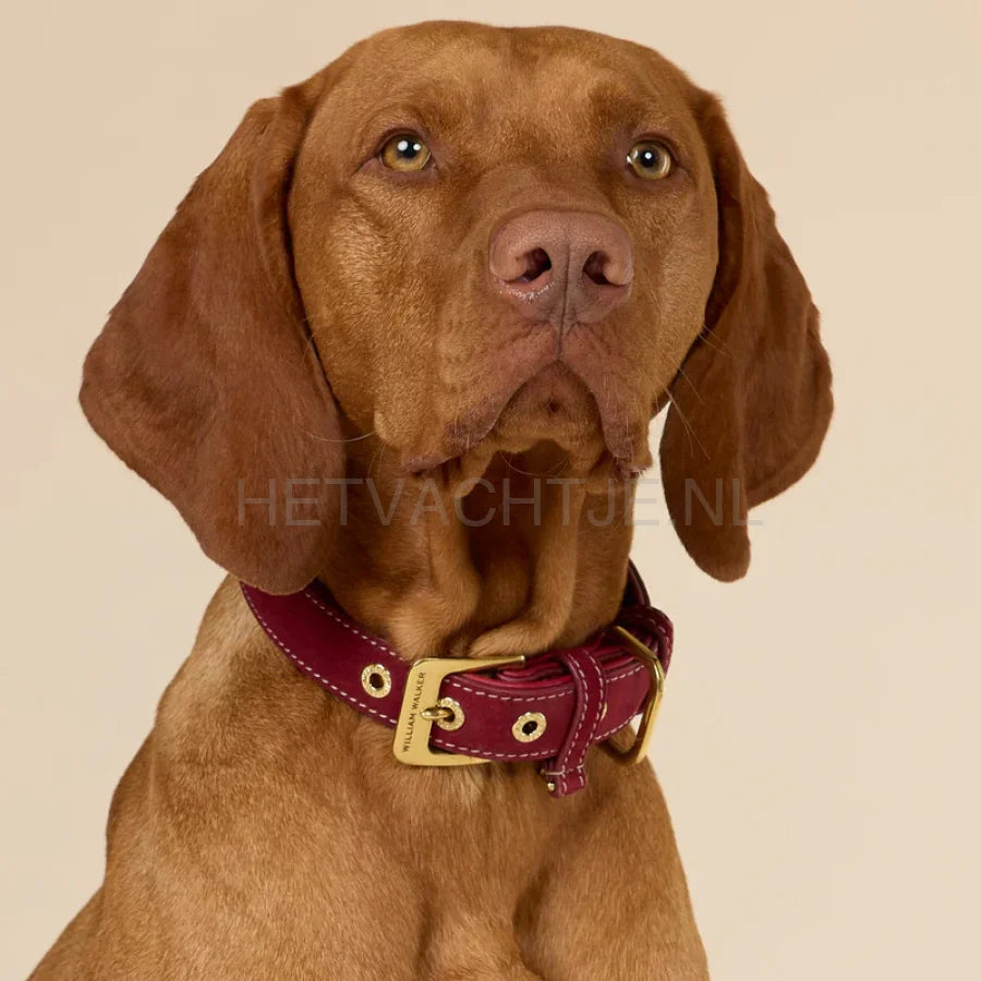 William Walker - Suède hondenhalsband Lambrusco