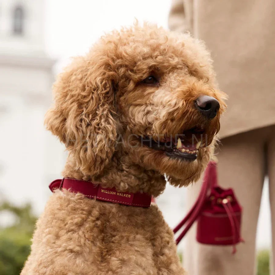 William Walker - Suède hondenhalsband Lambrusco