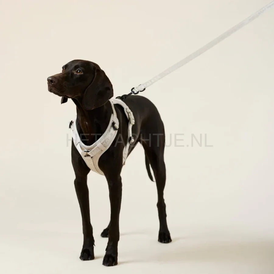 William Walker - Y hondenharnas zand