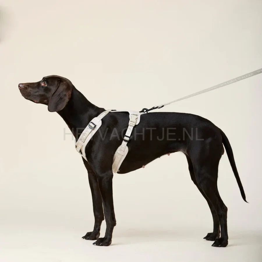 William Walker - Y hondenharnas zand