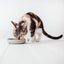 DISTRICT70 - Bamboo food bowl